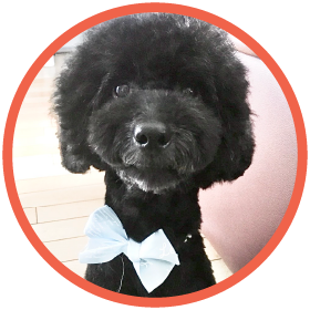 飼い主もワンちゃんもご満悦