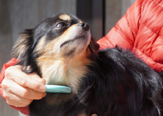 日々のブラッシングでさらふわ毛並みに