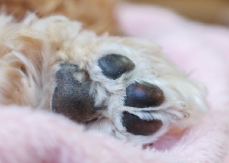 お散歩のあとの汚れ落としにも