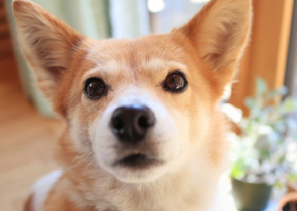 ニオイが気になるときに